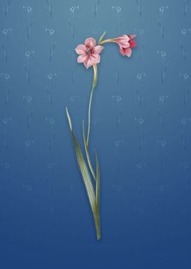 Sword Lily on Bahama Blue