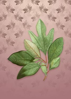 Bay Laurel on Dusty Pink