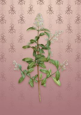 Vintage Wild Privet