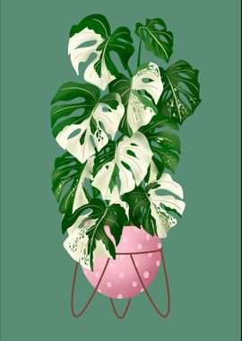 Variegated Monstera Plant