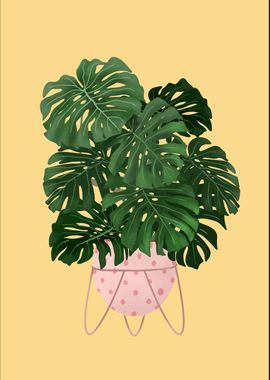 Monstera Plant 5