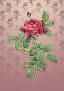 Vintage Red Gallic Rose