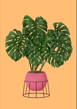 Monstera Plant