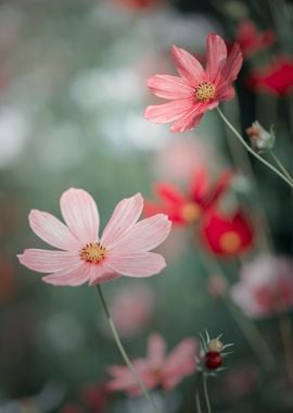 Pink flower, macro, garden