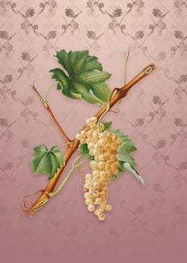 Vintage Vermentino Grapes