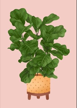 Ficus Lyrata Plant