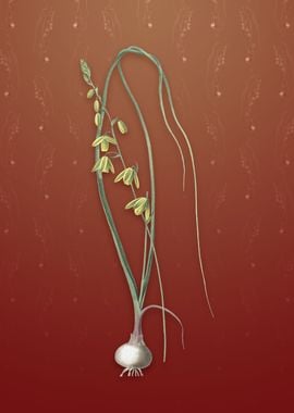 Vintage Albuca on Falu Red