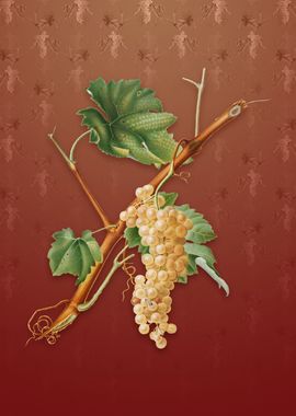 Vintage Vermentino Grapes