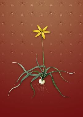 Vintage Hypoxis Stellata