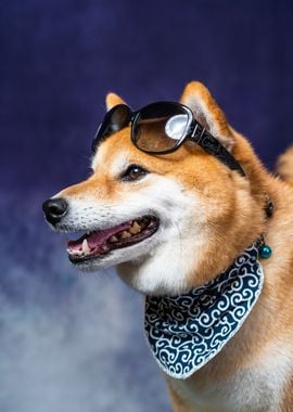 Shiba fashion 2024