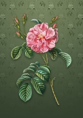 Vintage Pink Wild Rose