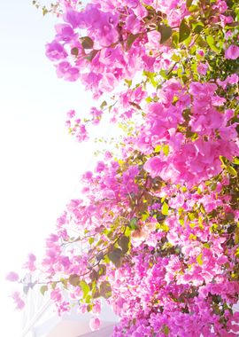 Santorini Pink Flower 1