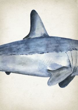 Mako shark body