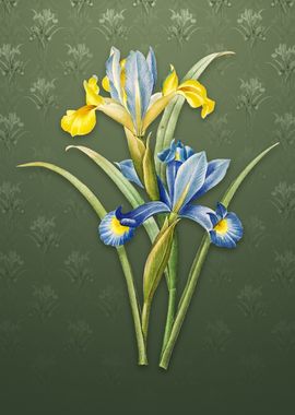 Vintage Spanish Iris