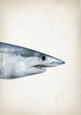 Mako shark head