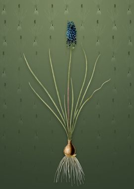 Vintage Grape Hyacinth