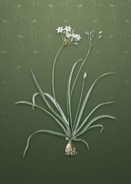 Vintage Allium Fragrans