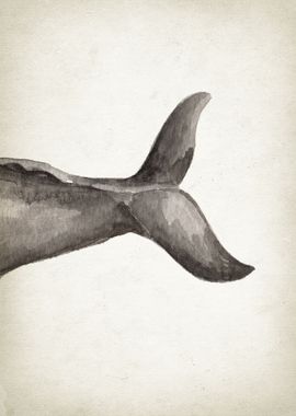 Sperm whale tail