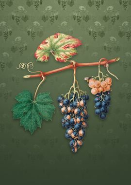 Vintage Summer Grape