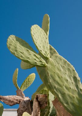 Sunny Cactus 1