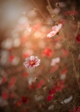 Pink flower, macro, garden