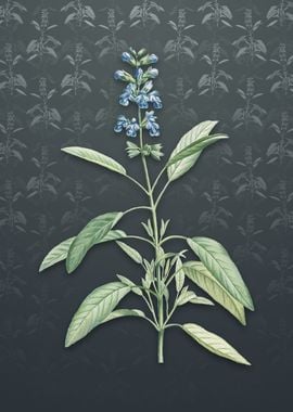 Sage Plant on Slate Gray