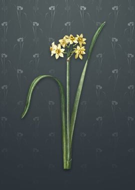 Cowslip Cupped Daffodil