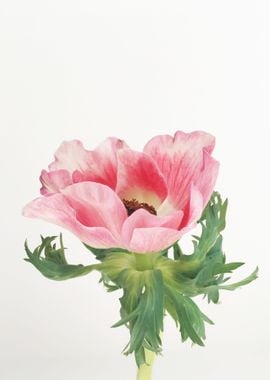 Pink Anemone