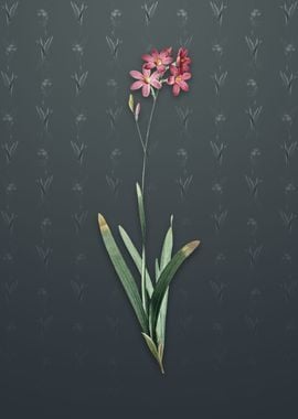 Corn Lily on Slate Gray