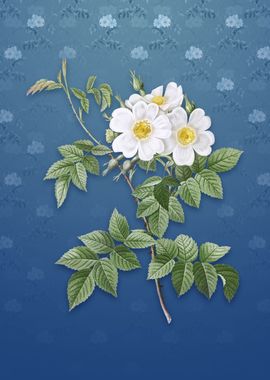 Vintage White Rosebush