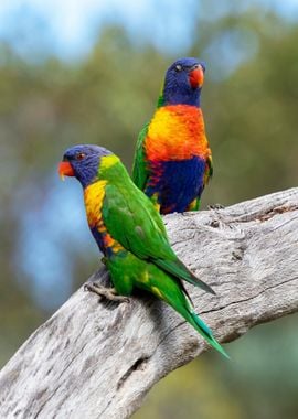 Rainbow Lorikeets