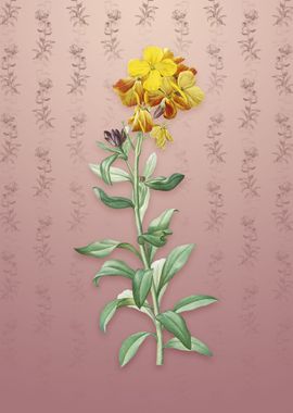 Yellow Wallflower Bloom