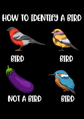 How To Identify A Bird