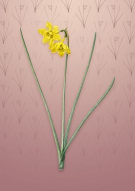 Vintage Narcissus Odorus