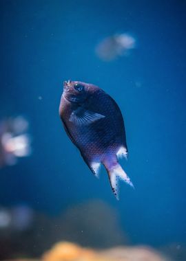 wave snapping fish