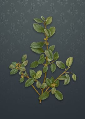 Vintage Italian Buckthorn