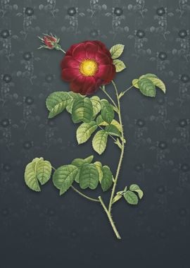 Vintage Rose on Slate Gray