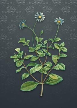 Blue Marguerite Plant