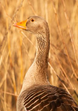 Goose between reed