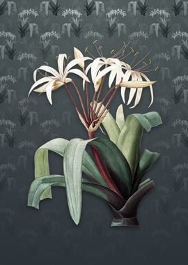 Vintage Crinum Erubescens