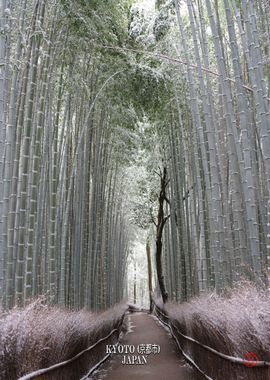 Arashiyama Bamboo Grove