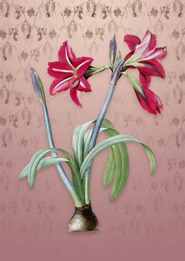 Brazilian Amaryllis