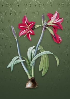 Brazilian Amaryllis