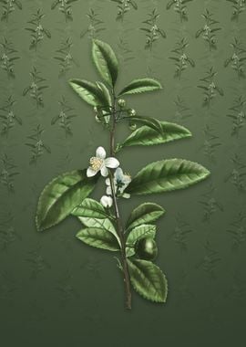 Tea Tree on Lunar Green