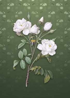 White Rose on Lunar Green