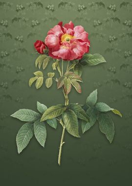 Vintage Provins Rose