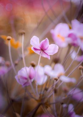 Pink flower, macro, garden