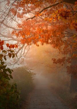 Autumn misty path in park