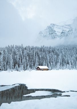 Frozen Forest