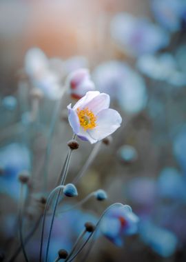 White anemone,macro flower